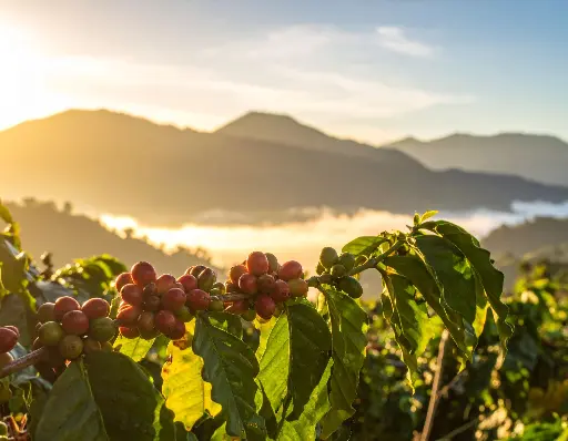 Granos de café maduros en rama con paisaje montañoso al amanecer y niebla, ideal para ilustrar cultivos de café en entornos naturales y sostenibles.
