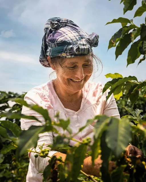 Trabajadora cosechando café en plantación: Mujer recogiendo granos de café en el campo, reflejando el trabajo manual y la dedicación en la producción de café de calidad.